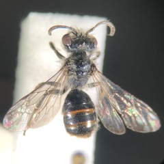 Andrena viridescens