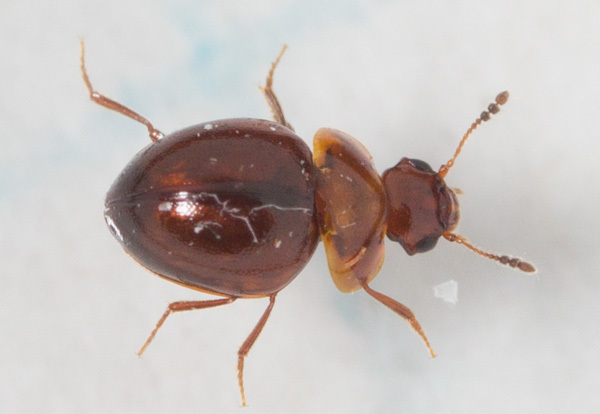 Agathidiini