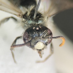 Andrena viridescens