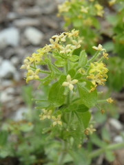 Cruciata taurica