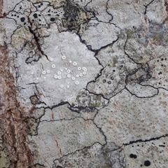 Lecanora subpallens