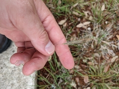 Dichanthium sericeum