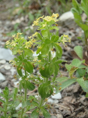 Cruciata taurica