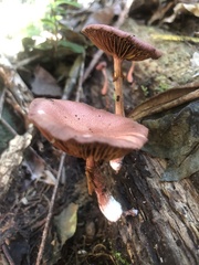 Tubaria rufofulva