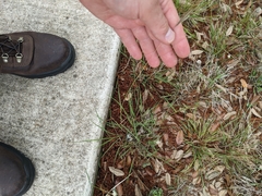 Dichanthium sericeum