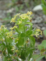 Cruciata taurica