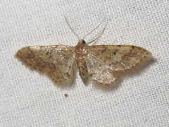 Idaea celtima