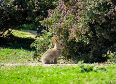 Oryctolagus cuniculus