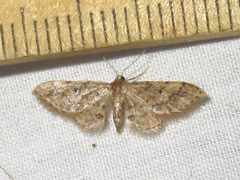 Idaea celtima