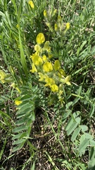 Astragalus wolgensis