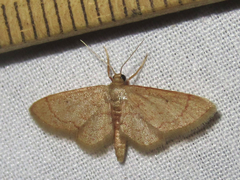 Idaea eremiata