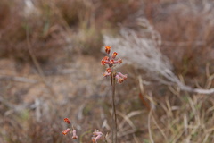 Tulbaghia alliacea