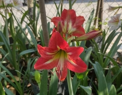 Hippeastrum