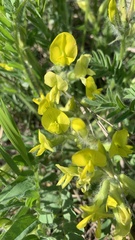 Astragalus wolgensis
