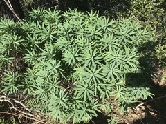 Euphorbia dendroides