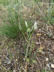 Ornithogalum navaschinii