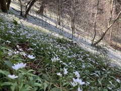 Claytonia caroliniana