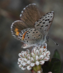 Euphilotes enoptes bayensis
