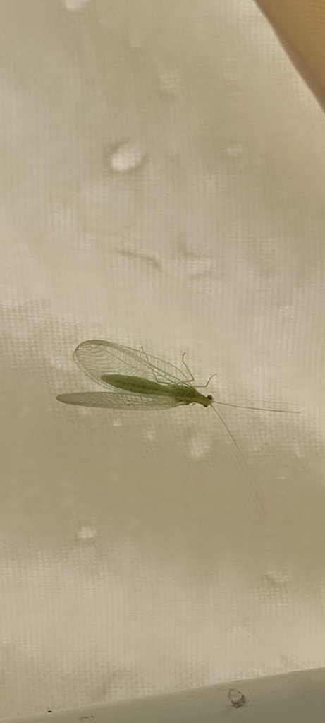 Chrysoperla pallida