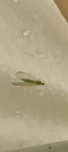 Chrysoperla pallida