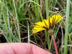 Taraxacum trilobifolium