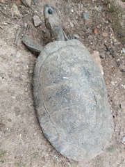 Podocnemis