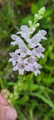 Physostegia angustifolia