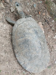 Podocnemis