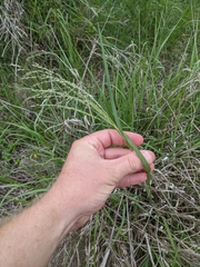 Panicum coloratum