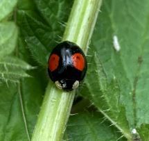 Harmonia axyridis