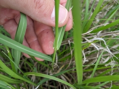 Panicum coloratum