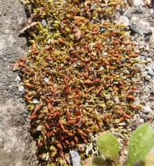 Tortula protobryoides