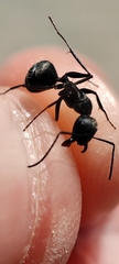 Camponotus micans
