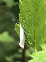 Eucalantica polita