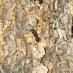 Paratrechina longicornis