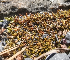 Tortula protobryoides