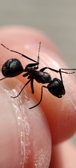 Camponotus micans
