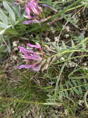 Astragalus suprapilosus