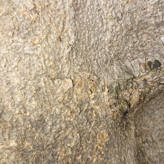 Paratrechina longicornis