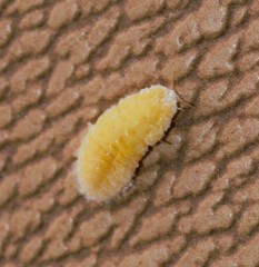 Marchalina hellenica