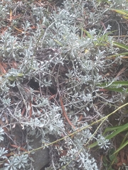 Syncarpha argyropsis