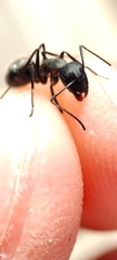 Camponotus micans