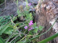 Glandularia delticola