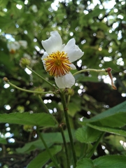 Sparrmannia