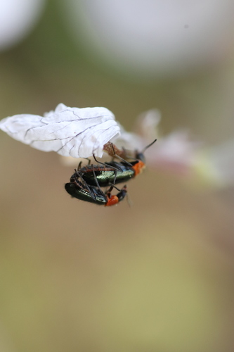 Attalus lusitanicus