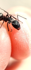 Camponotus micans