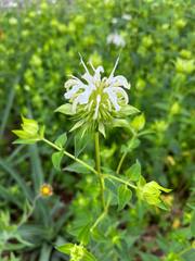 Monarda lindheimeri