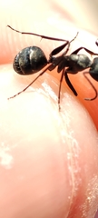 Camponotus micans
