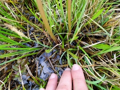 Taraxacum trilobifolium