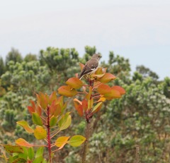 Mimus polyglottos leucopterus